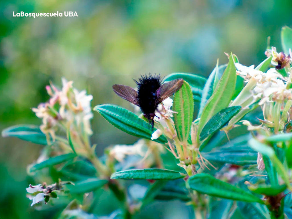 Jardines para polinizadores