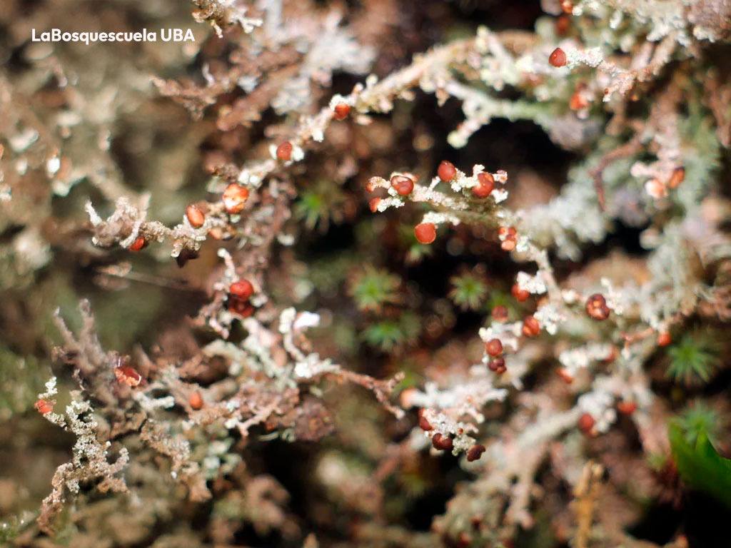 Stereocaulon pomiferum