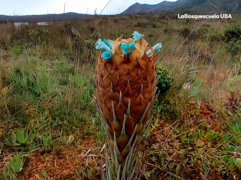 Camino a la Laguna El Verjón