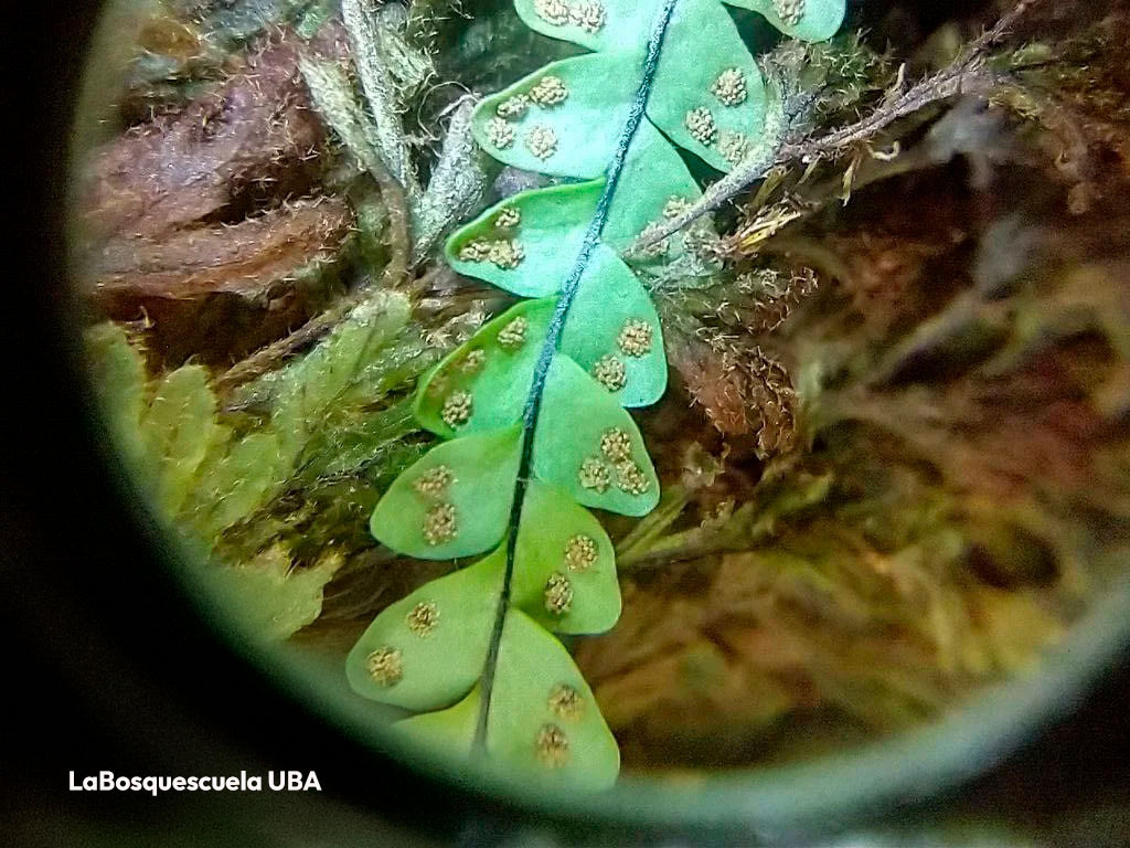 Conectar Hábitats Multiespecie