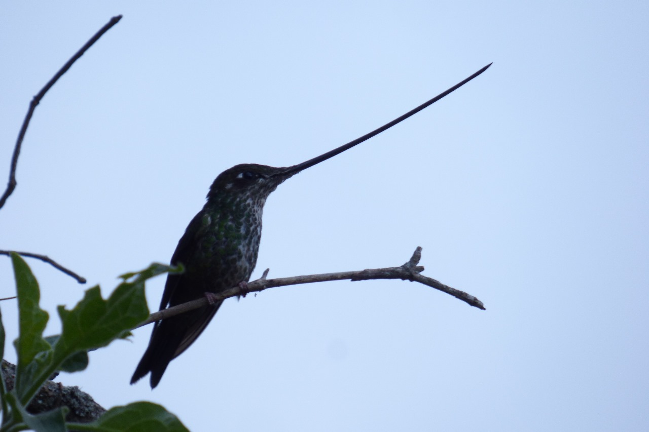 Colibrí en el bosque