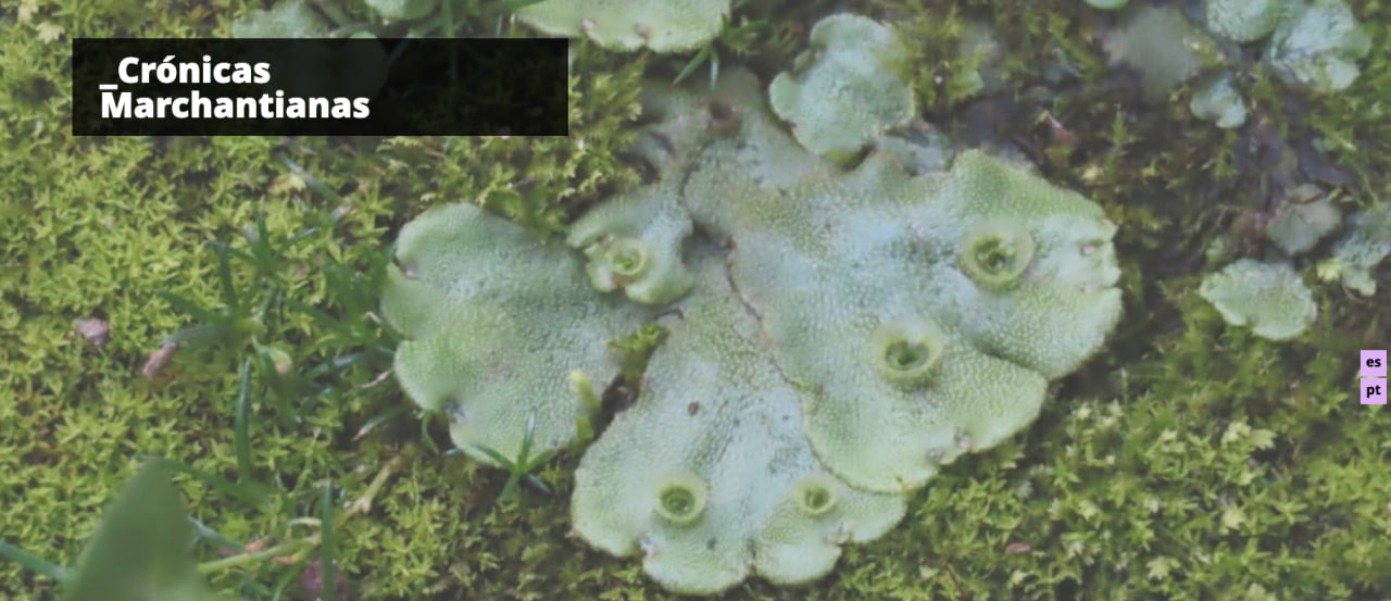 Detalle Marchantia