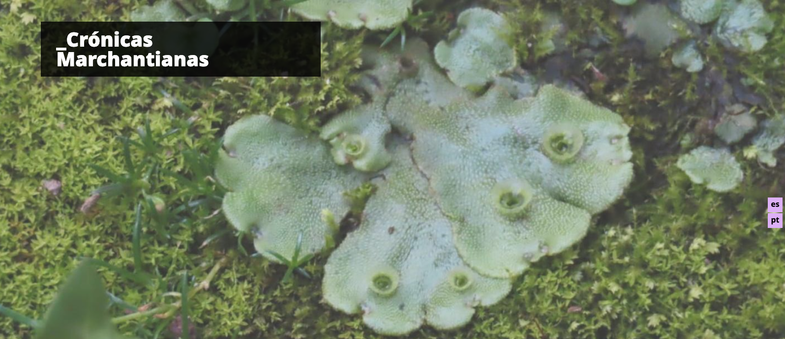 Detalle Marchantia