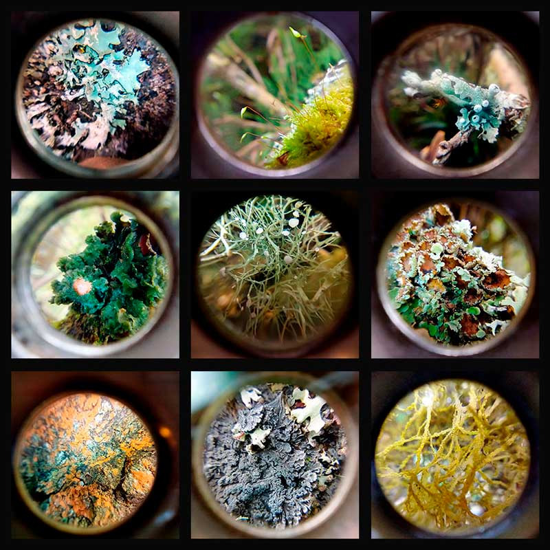Líquen colección