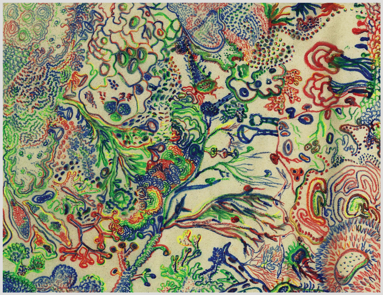 Mapa Miceliar — Claroscuro liquénico