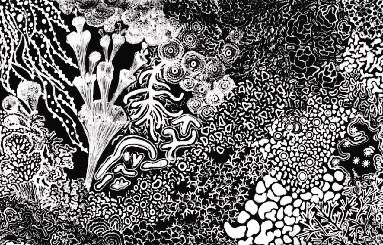 Mapa Miceliar — Paisaje multiespecie