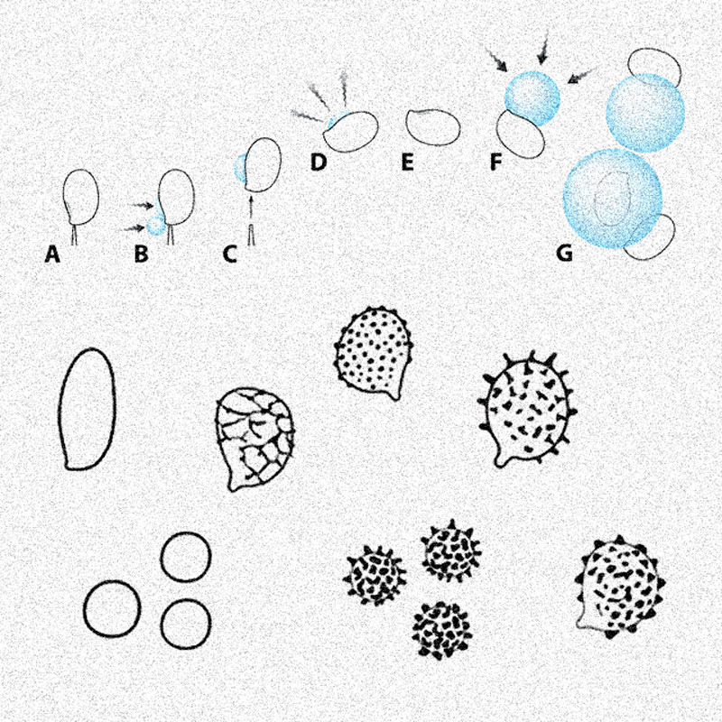 Esquema microorganismos