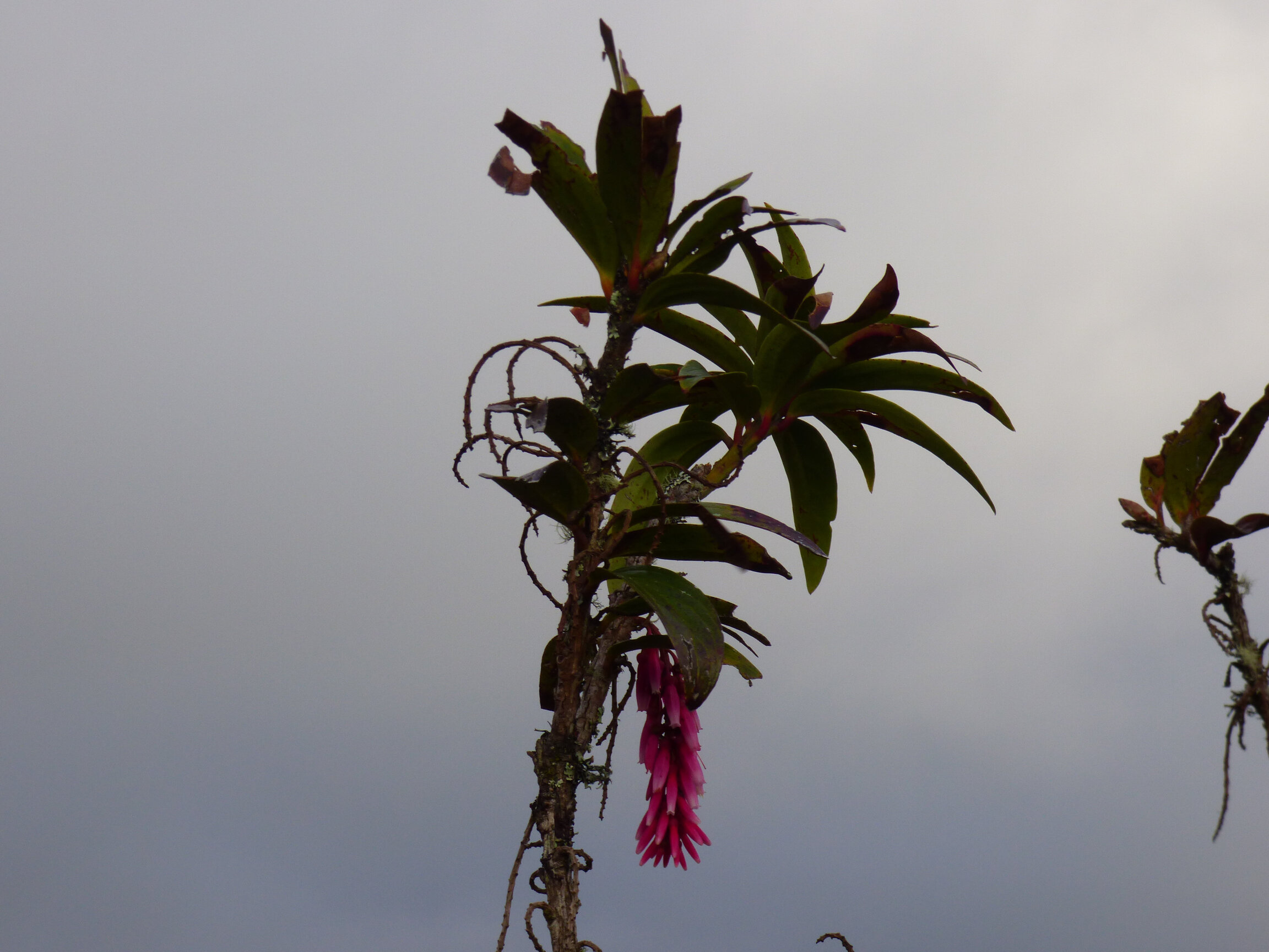 Cavendishia bracteata · Uva de anís