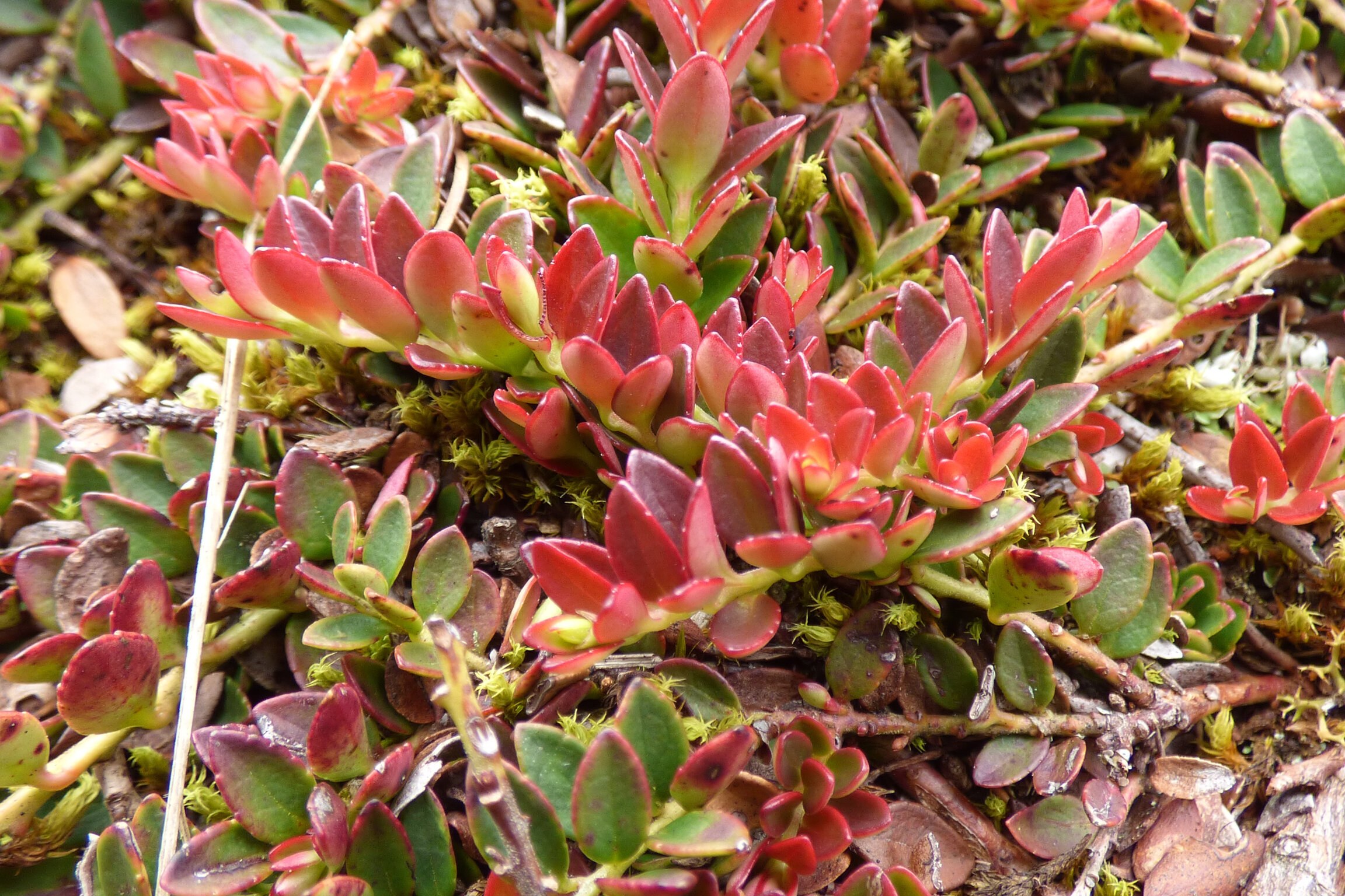 Disterigma empetrifolium