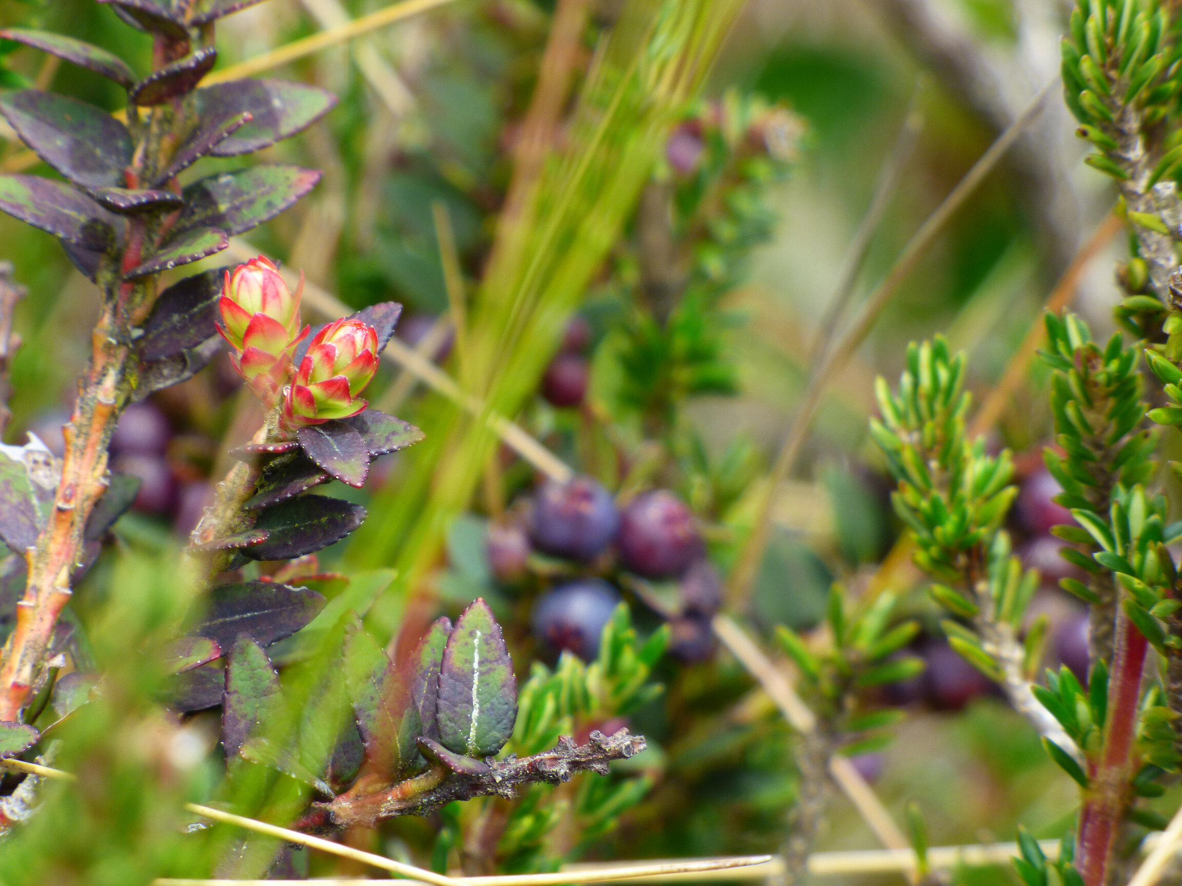 Hoja de Vaccinium floribundum