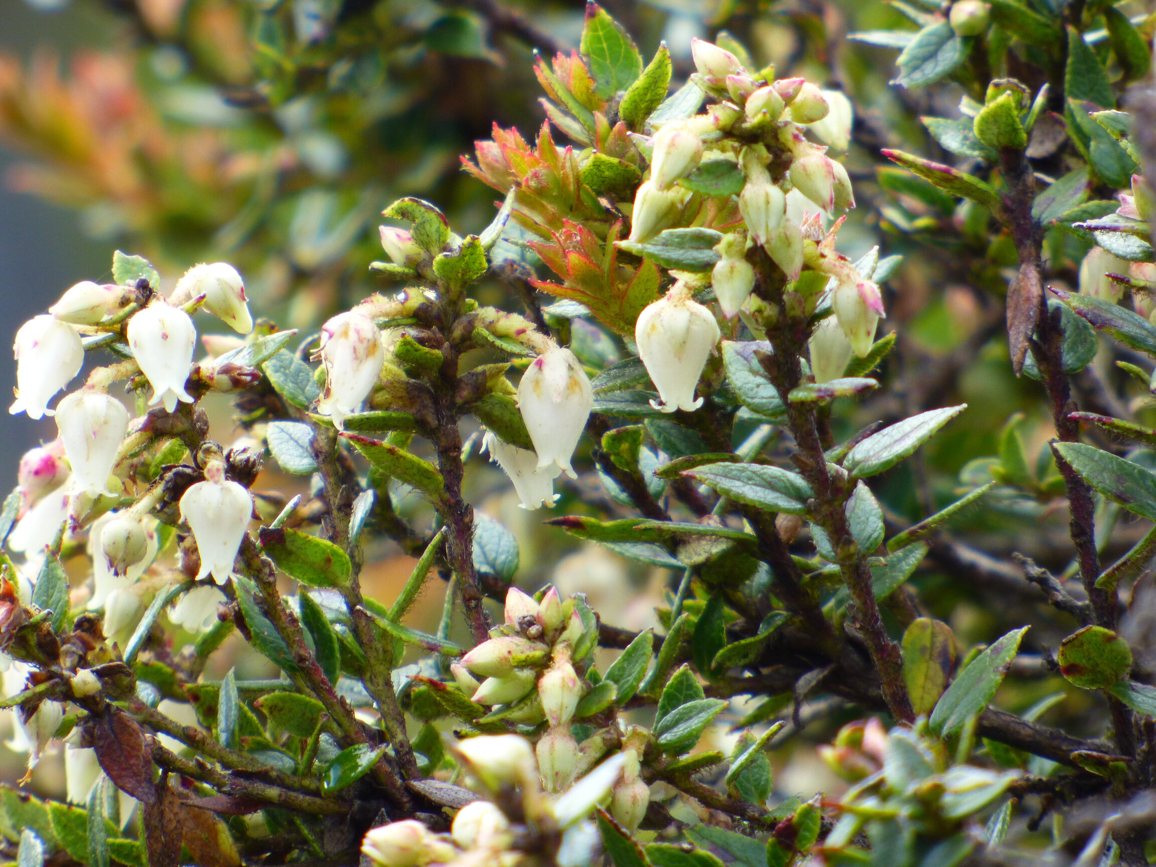 Flor de Vaccinium floribundum