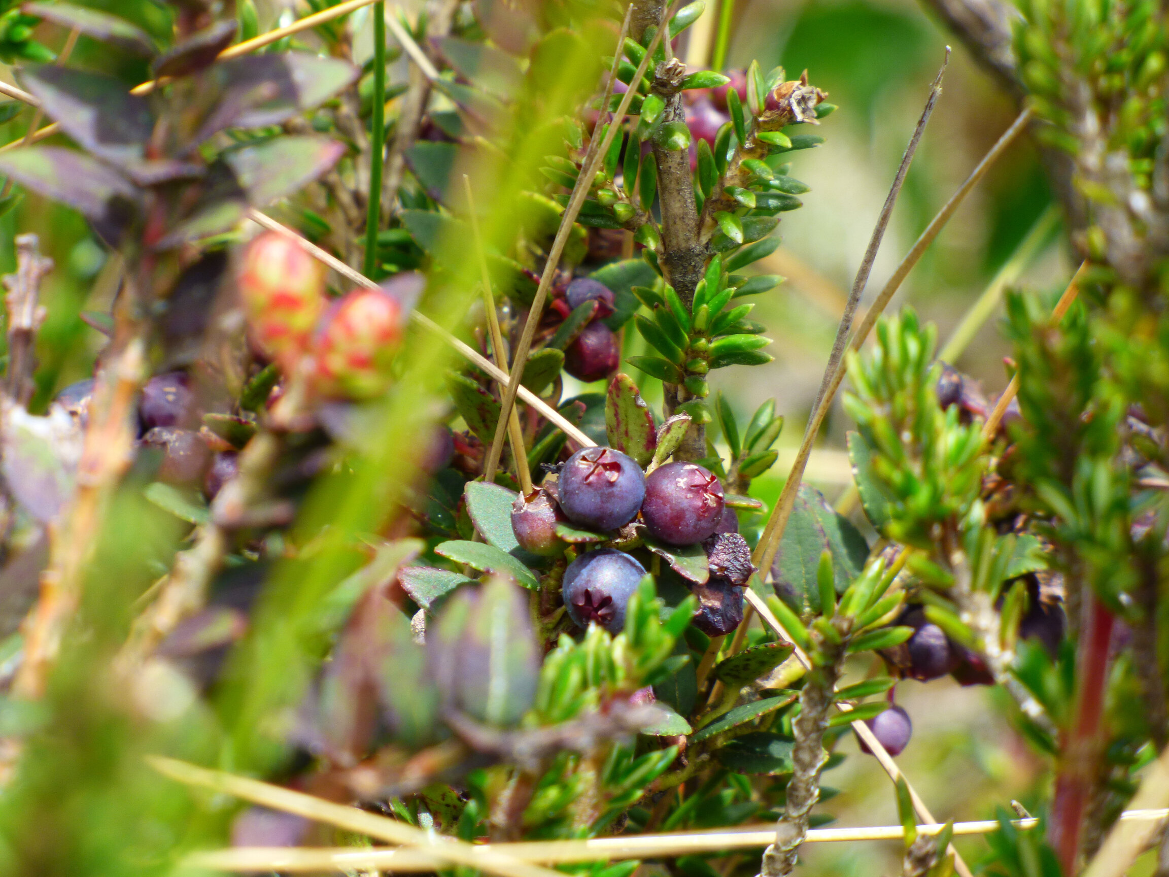Fruto de Vaccinium floribundum