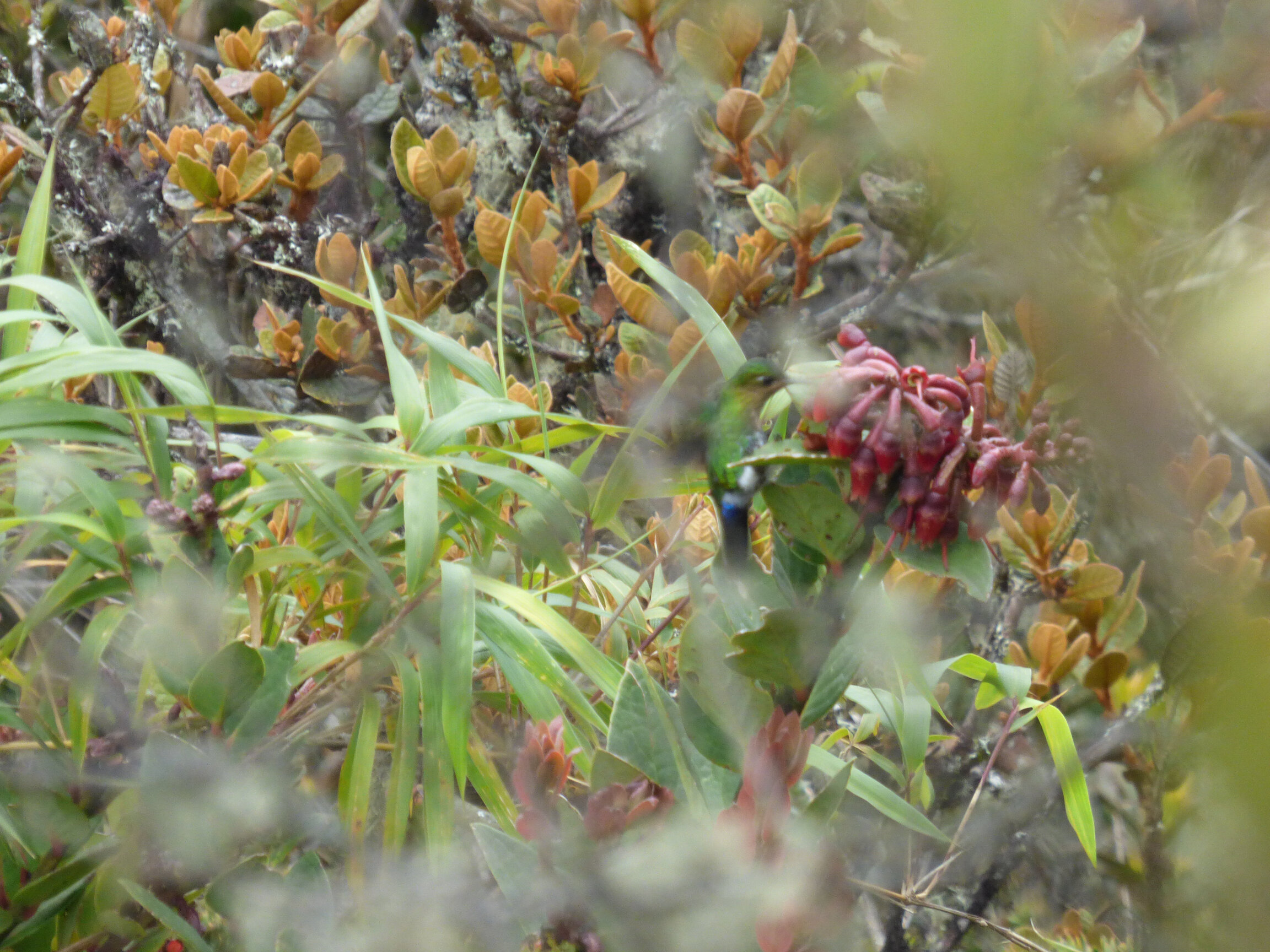 Polinización en Macleania rupestris — uva camarona