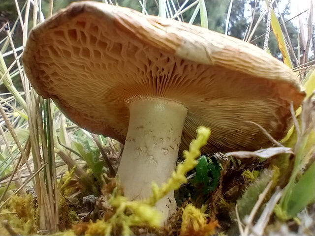 Amanita pantherina