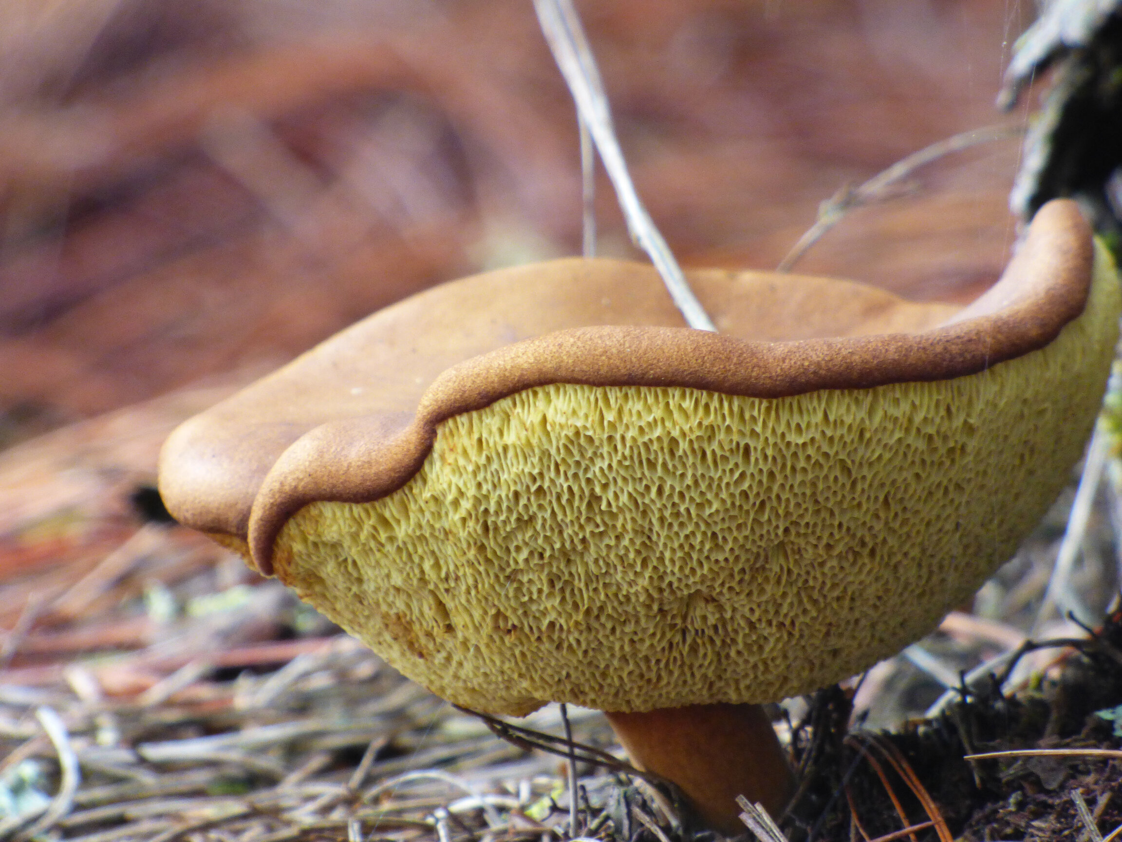 Suillus sp. · himenio poros amarillentos
