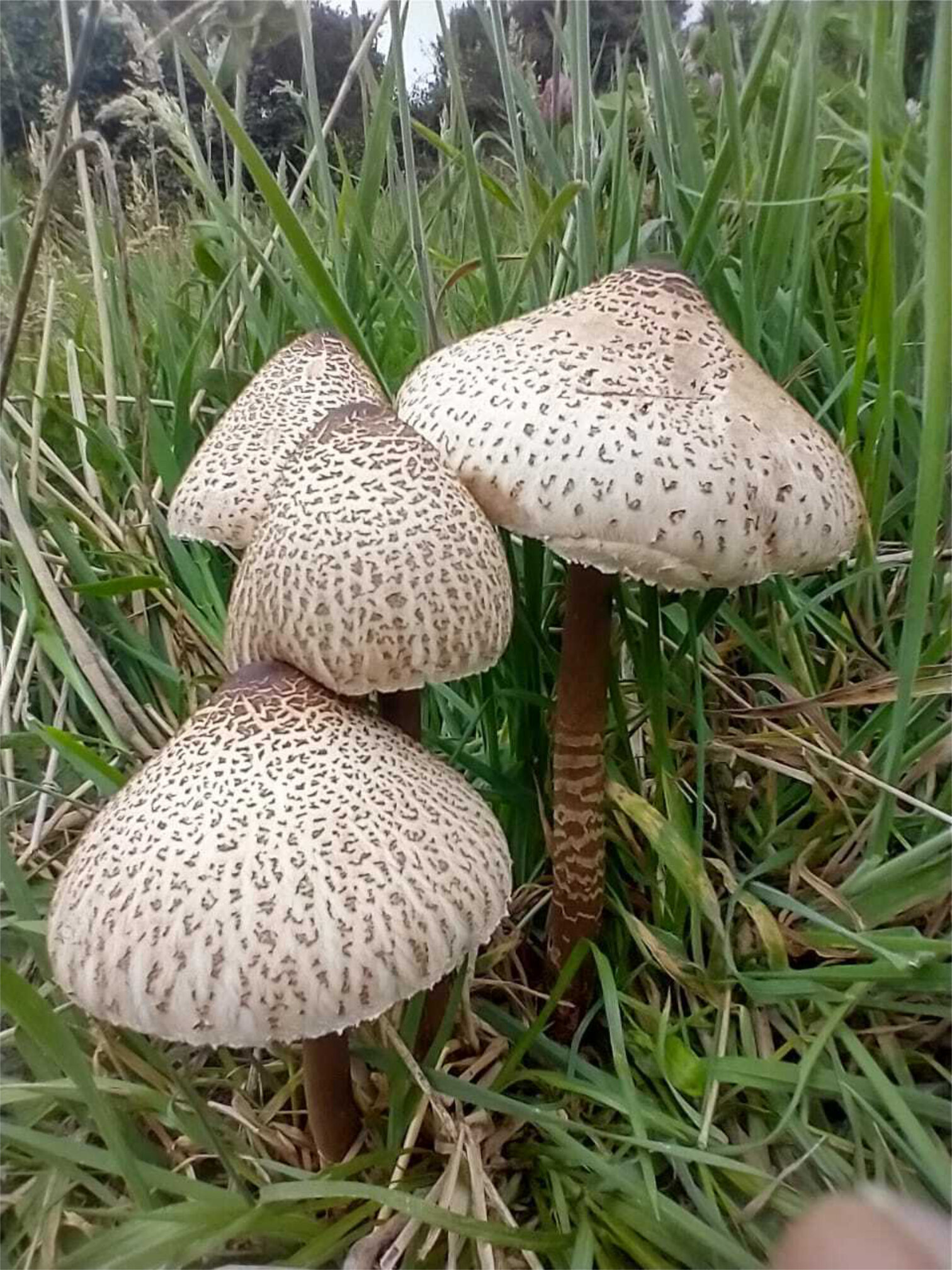 Macrolepiota colombiana