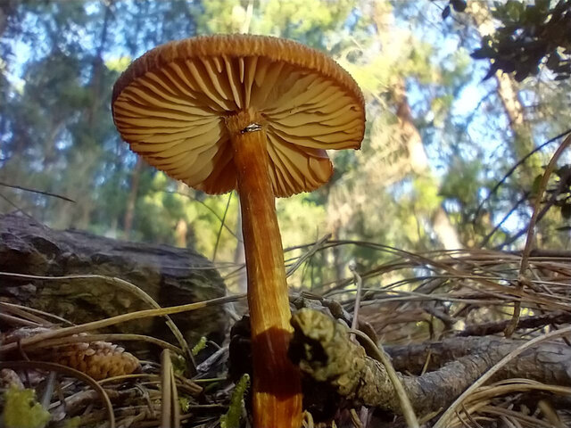 Laccaria laccata