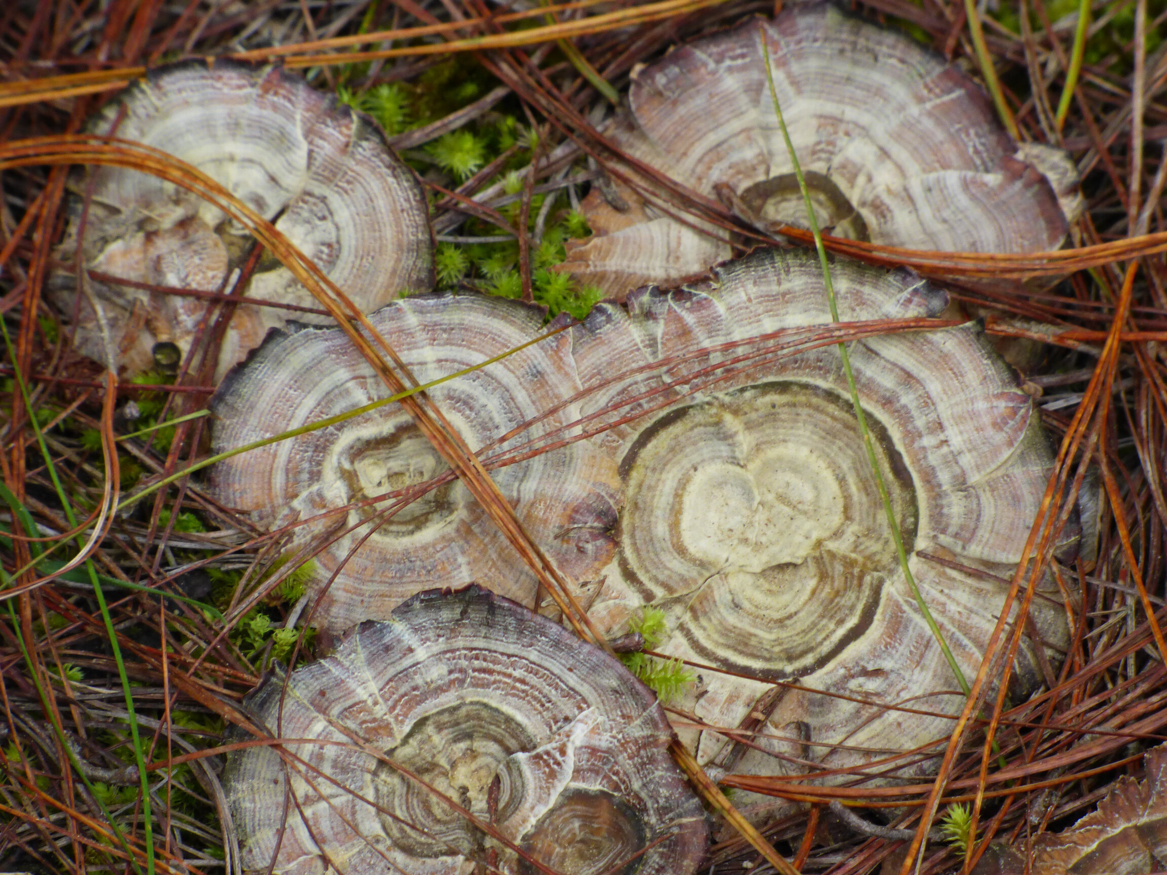Trametes versicolor · cola de pavo