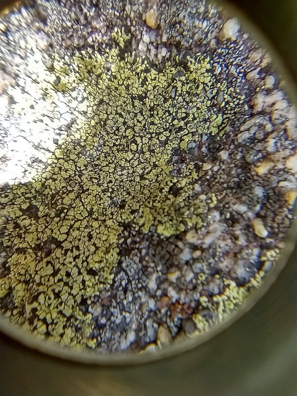 Rhizocarpon geographicum · liquen mapa