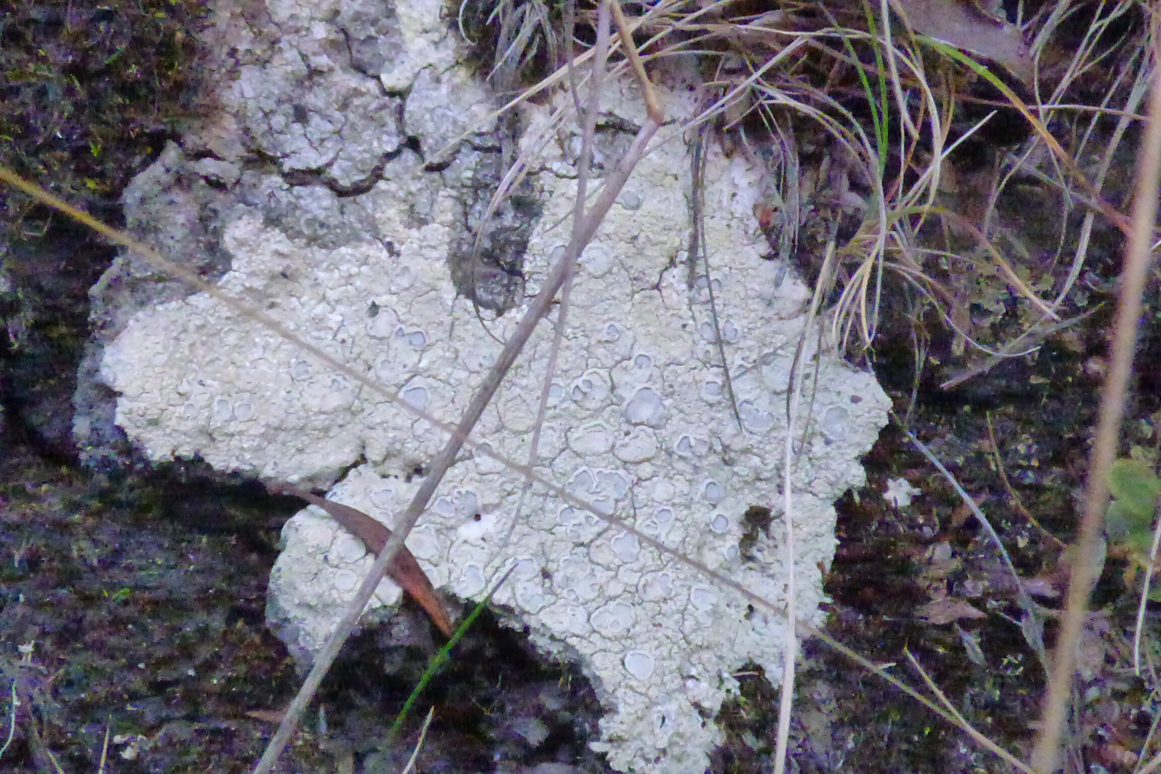 Lecanora · apotecios sobre suelo erosionado