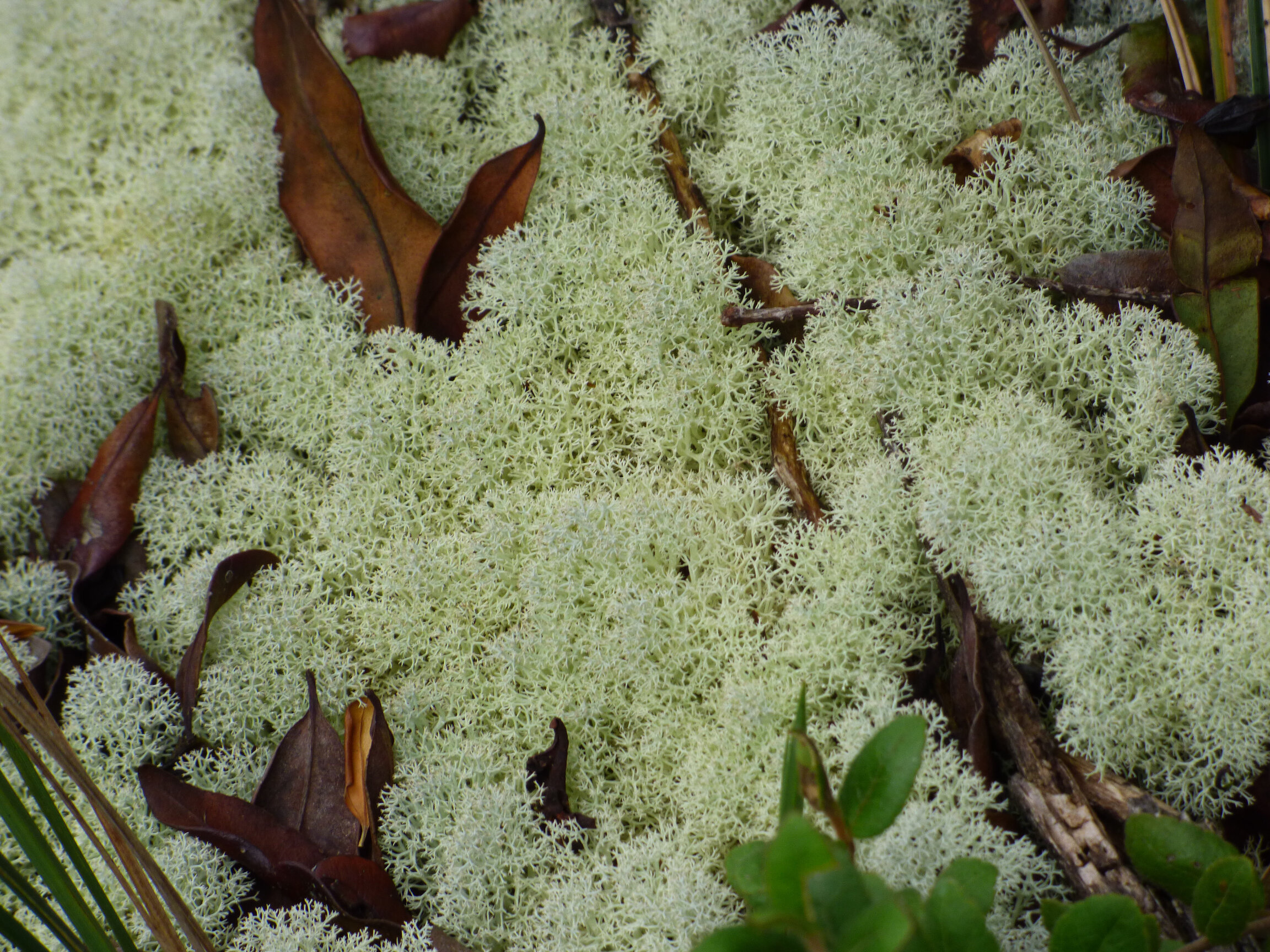 Cladonia arbuscula · bosques miniatura
