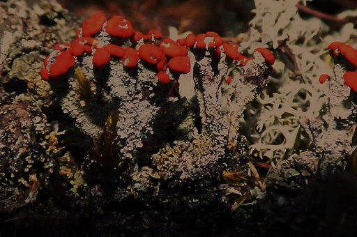 Cladonia cristatella · soldadito británico