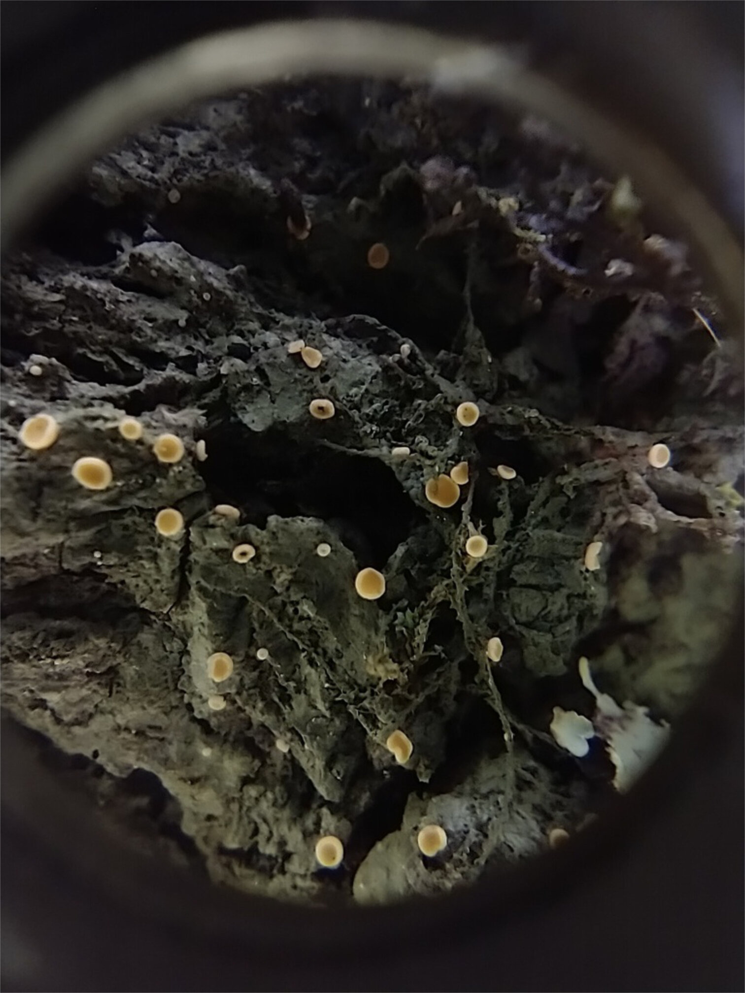 Coenogonium luteum · apotecios naranja