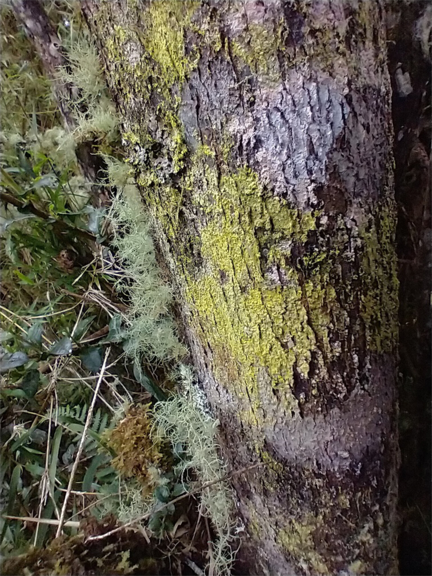 Cryptothecia · simbiosis silenciosa