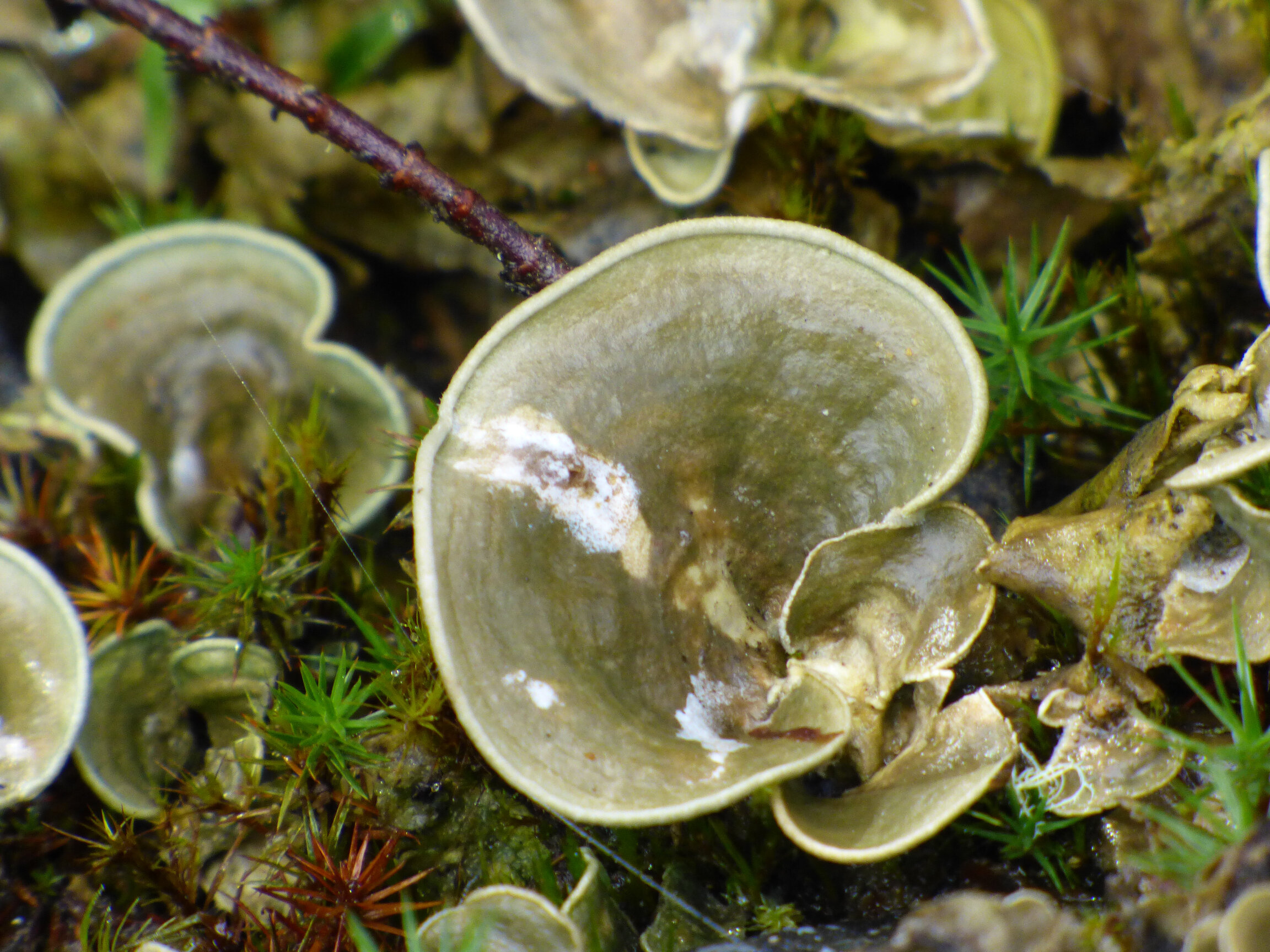 Liquen Cora · lóbulos abanicados