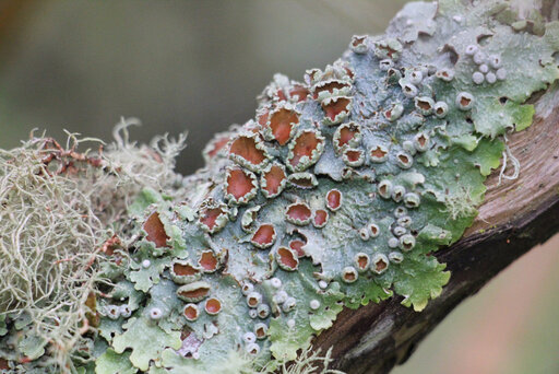 Lobariella crenulata · apotecios anaranjados