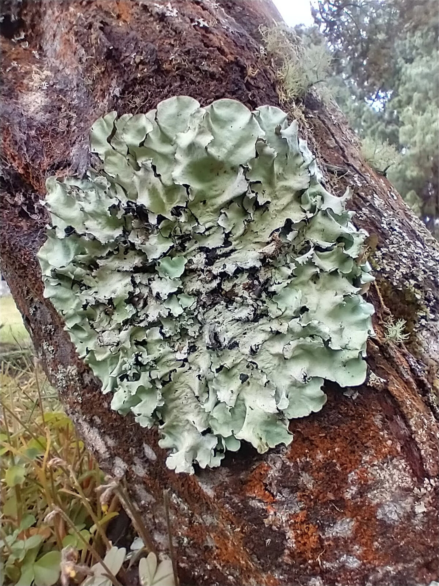 Parmotrema perlatum · cilios y soredios