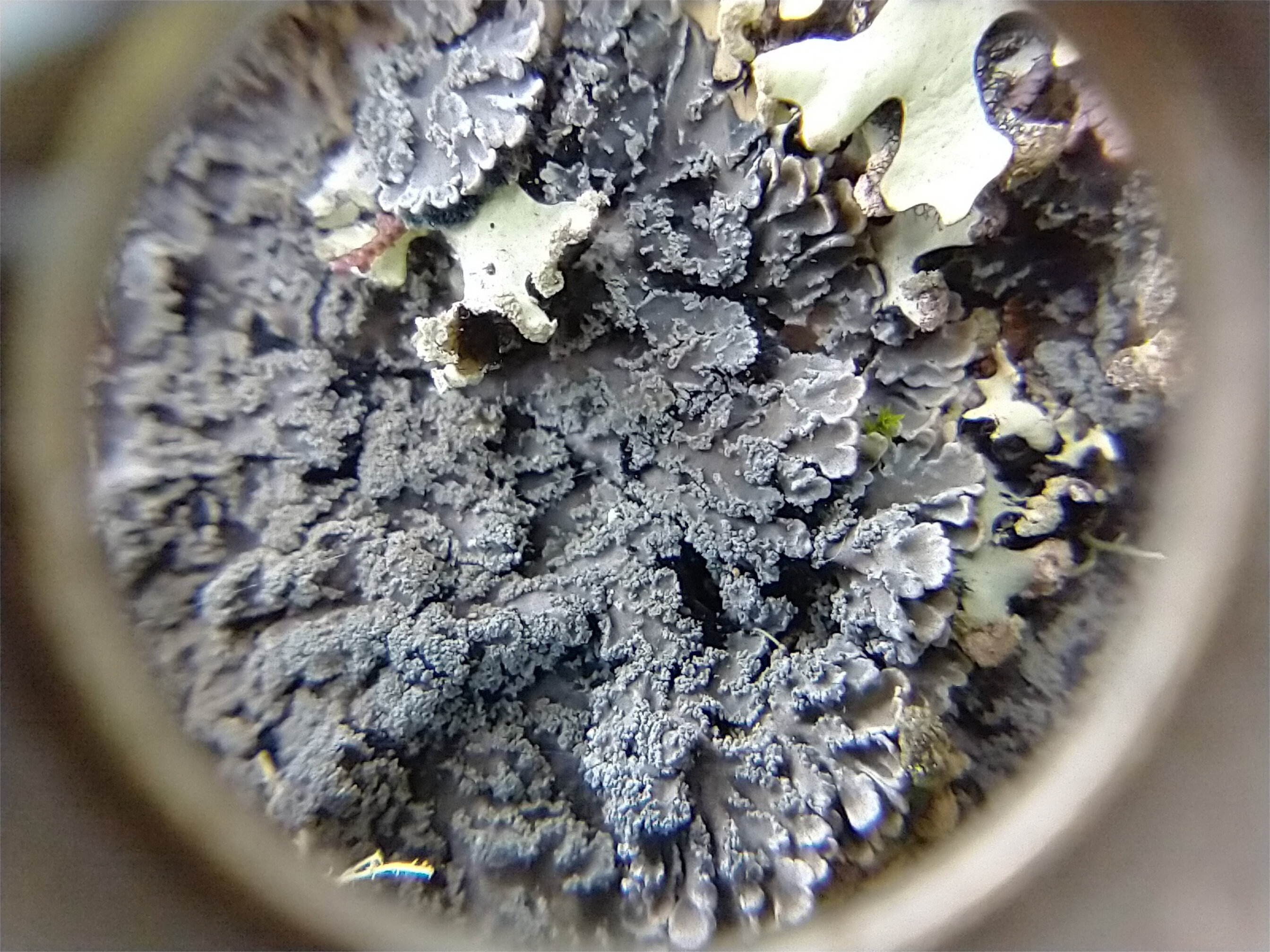 Pannaria conoplea