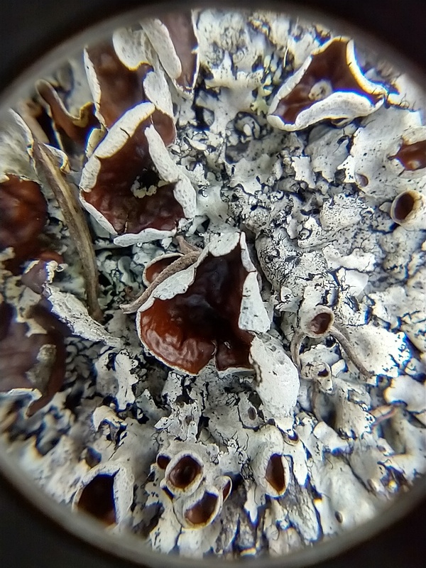 Xanthoparmelia stenophylla