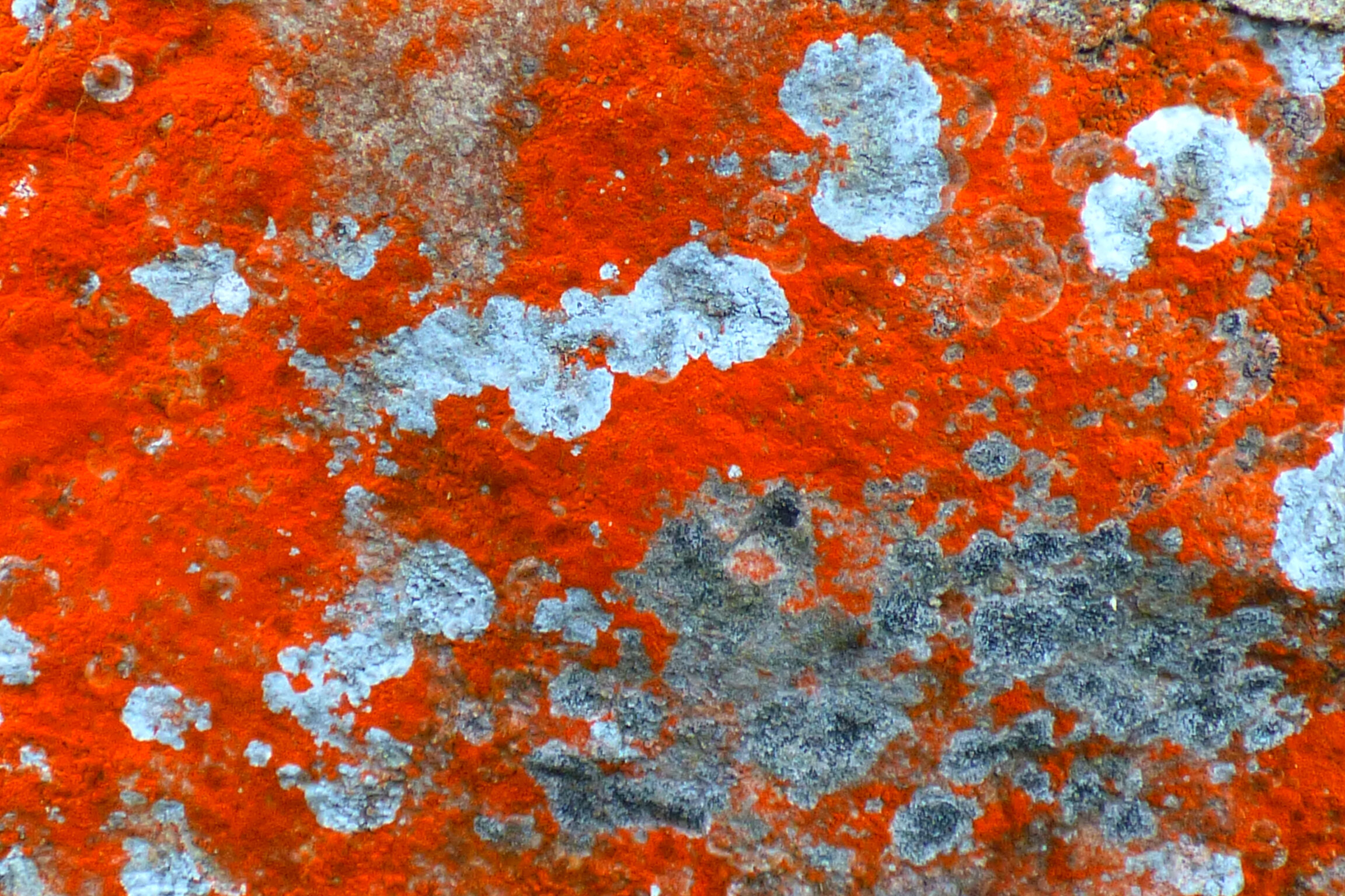 Alga Trentepohlia · filamentos naranja