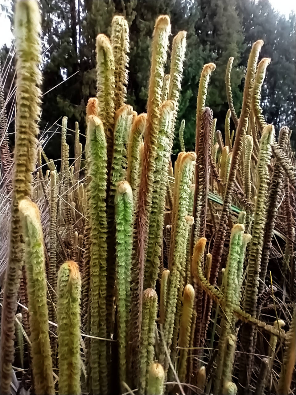 Helecho Jamesonia imbricata
