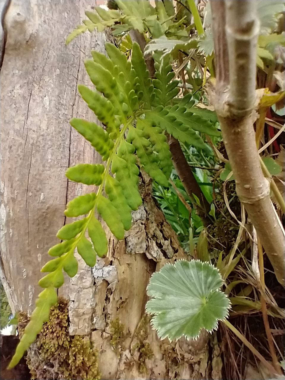 Helecho Pleopeltis macrocarpa