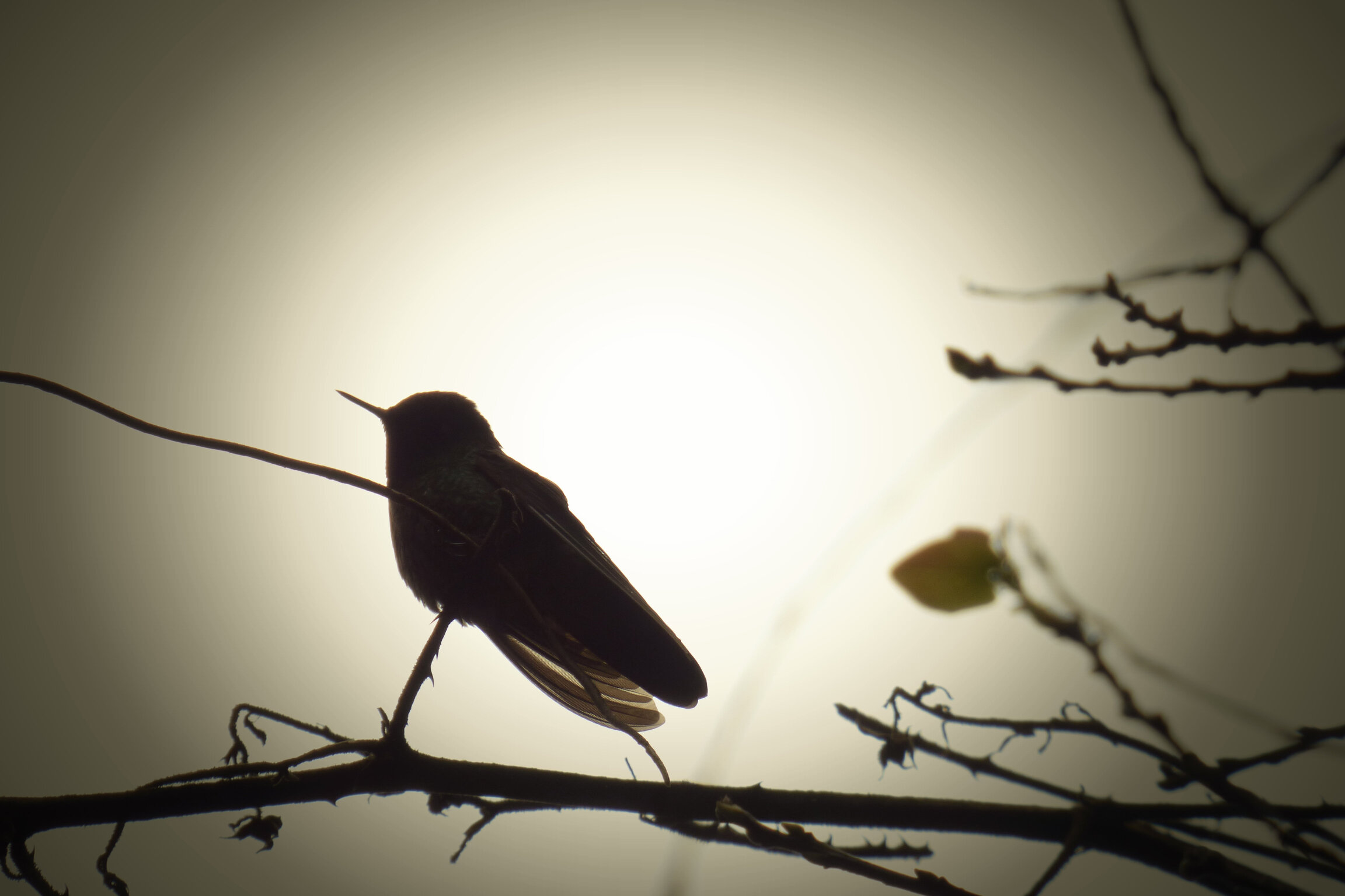 Colibrí entre la niebla del amanecer