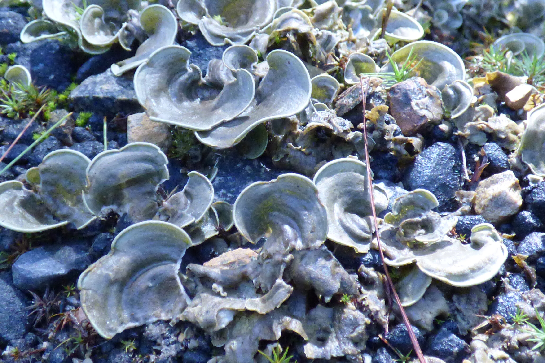 Liquen Cora con aurículas