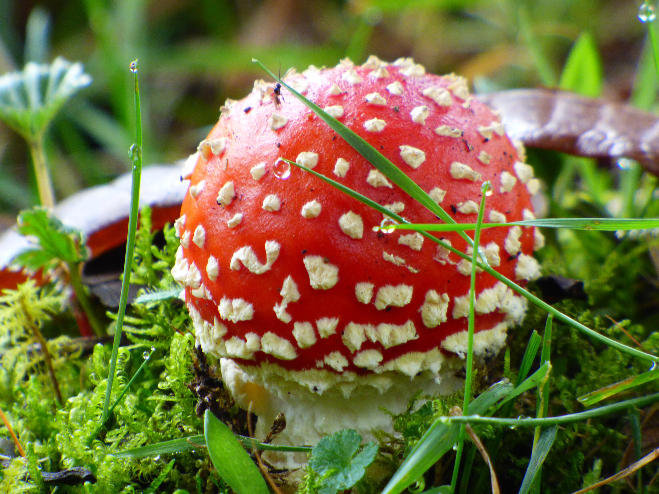 Seta de Amanita muscaria