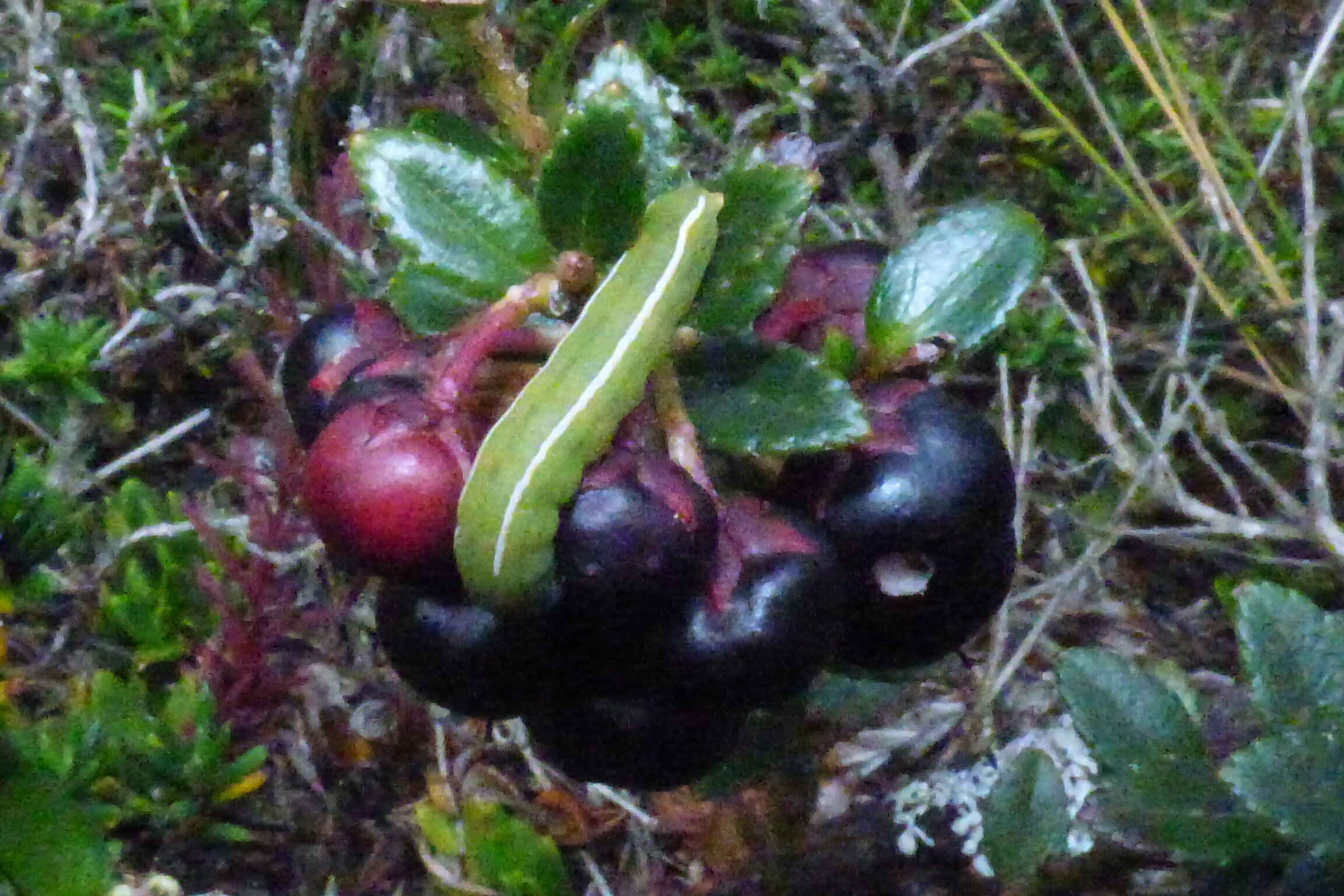Gaultheria myrsinoides · oruga visitante