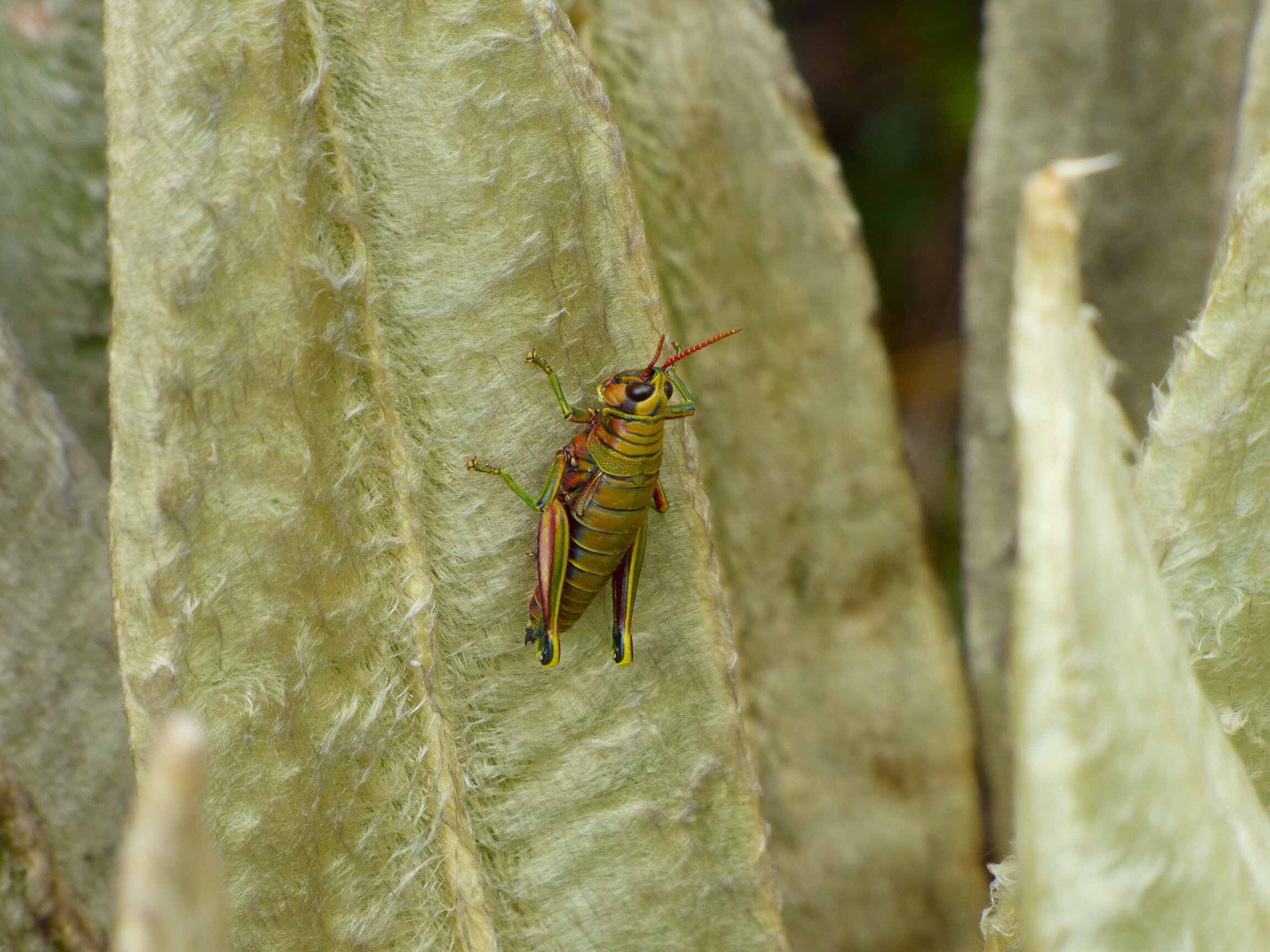 Agesander ruficornis · saltamontes en frailejón