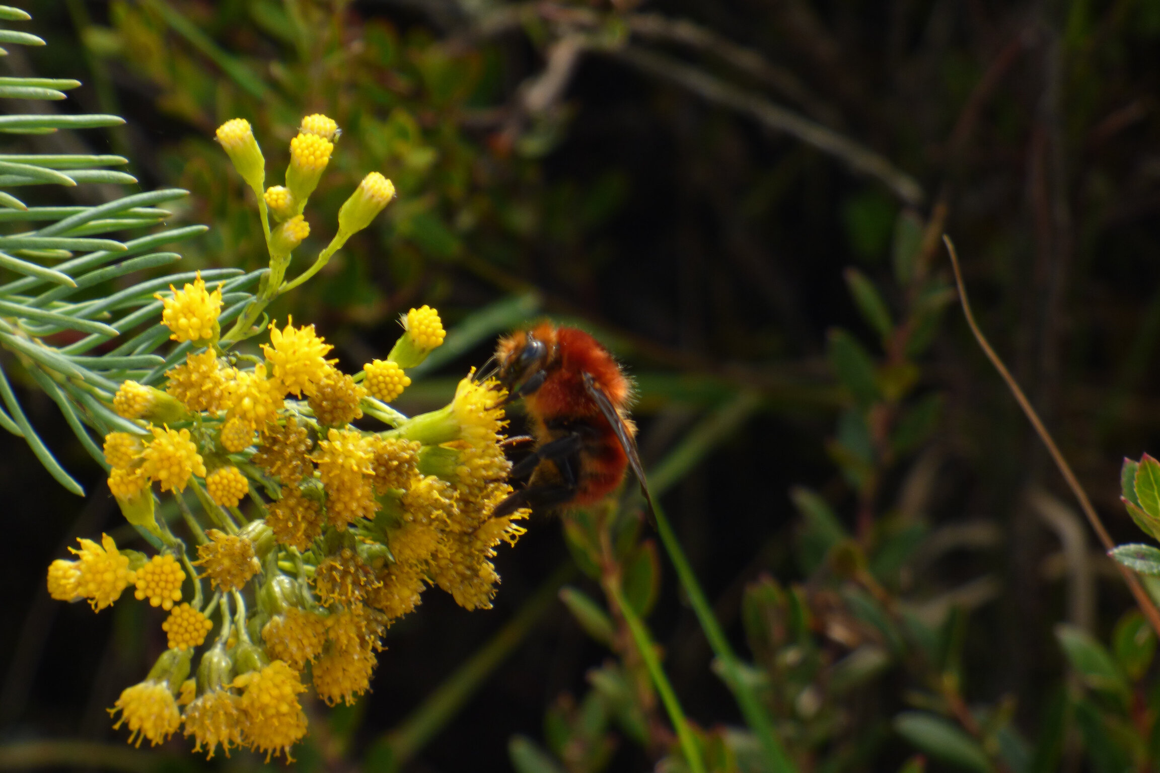 Bombus rubicundus · polinización por zumbido