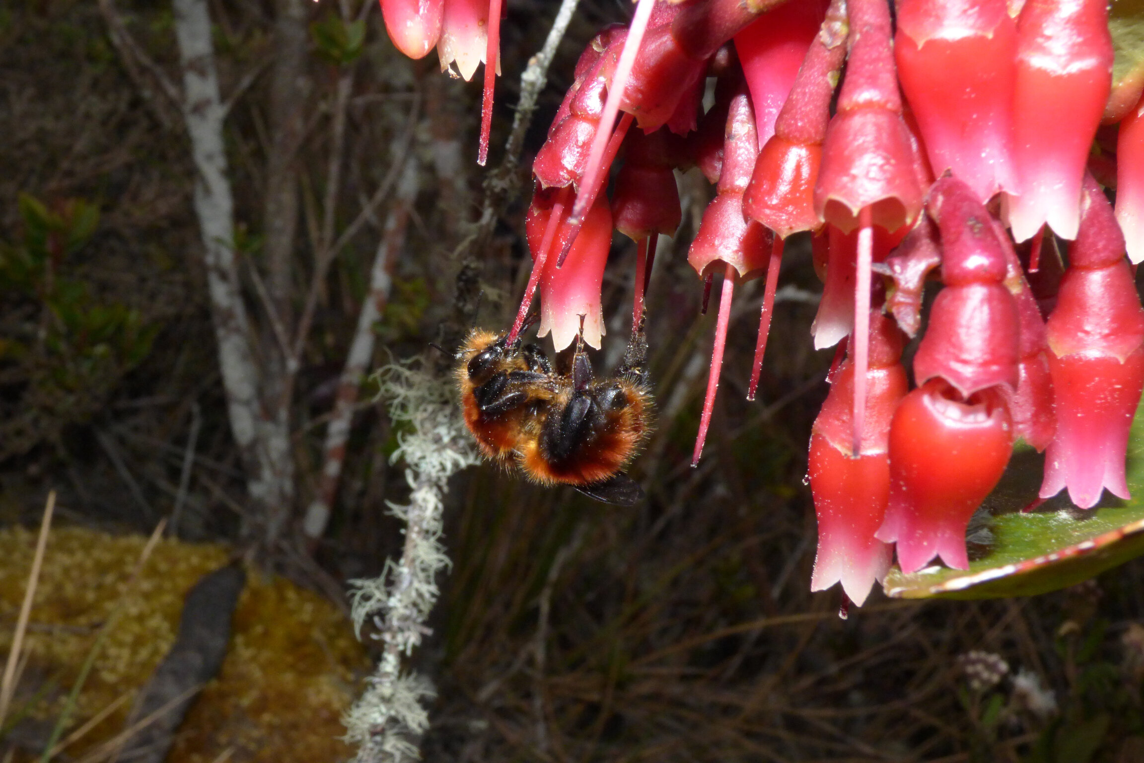 Bombus rubicundus en flor de uva camarona