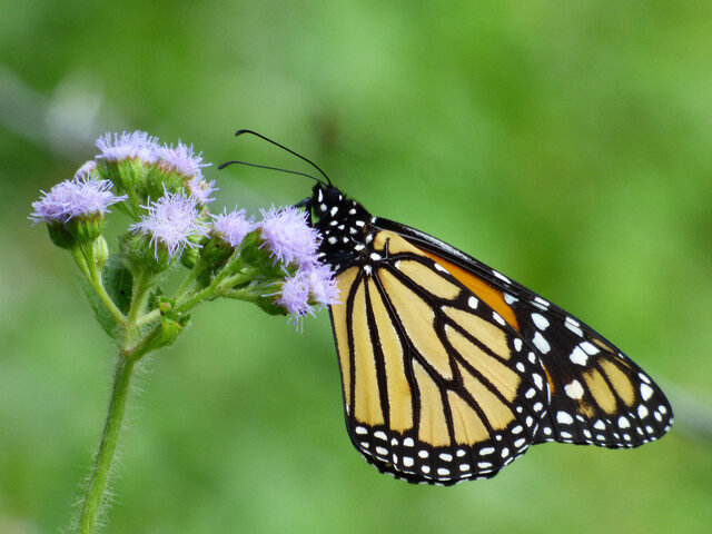 Mariposa monarca