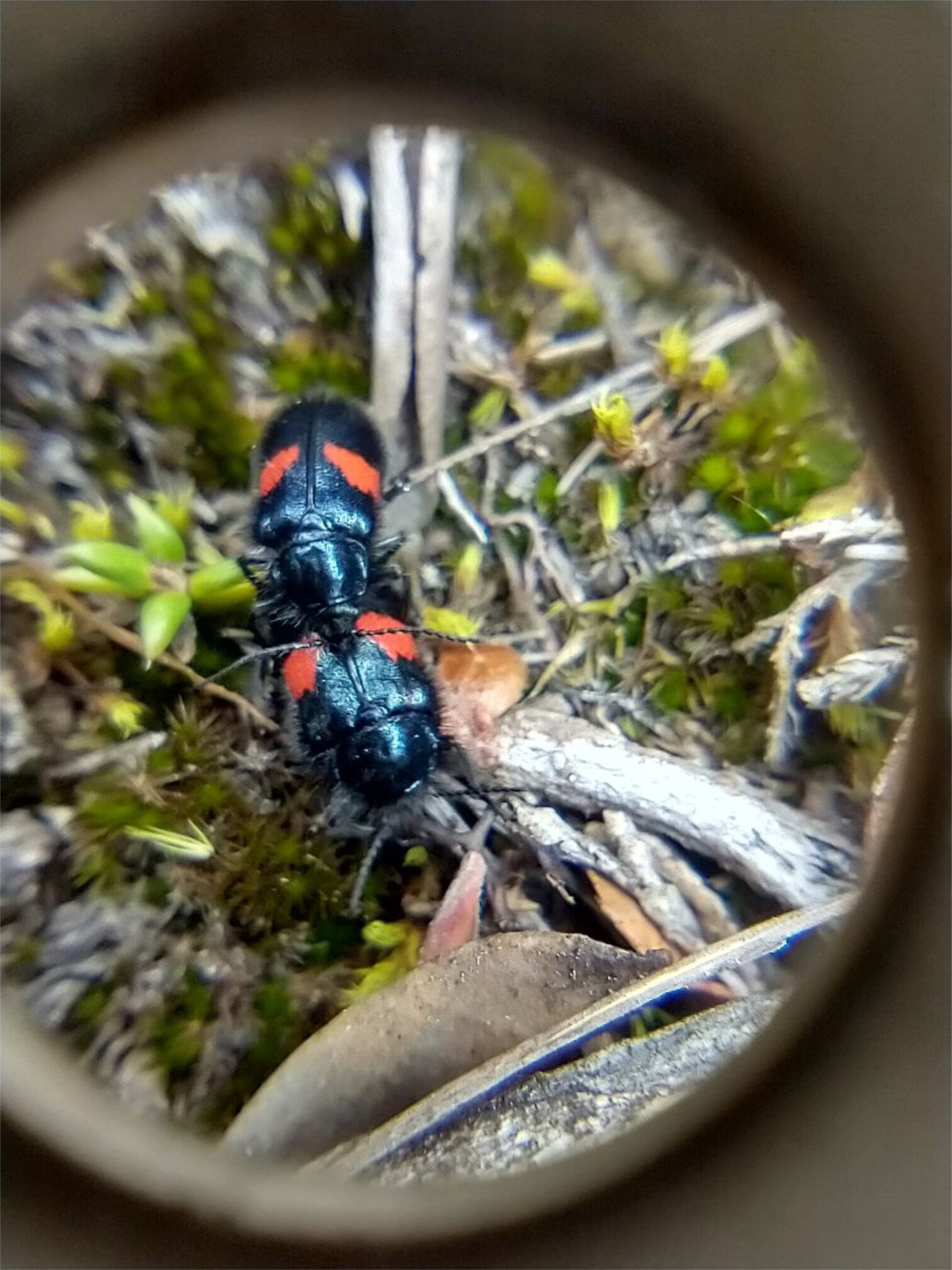 Astylus aulicus en comunidad briófita