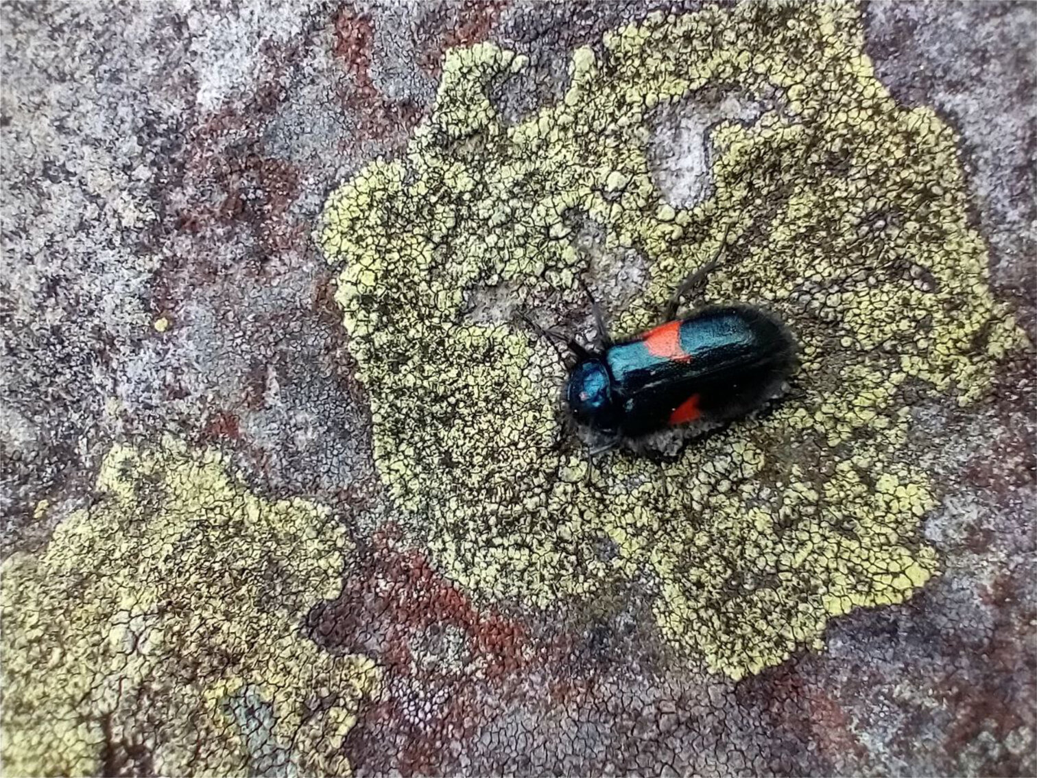 Astylus sobre Rhizocarpon