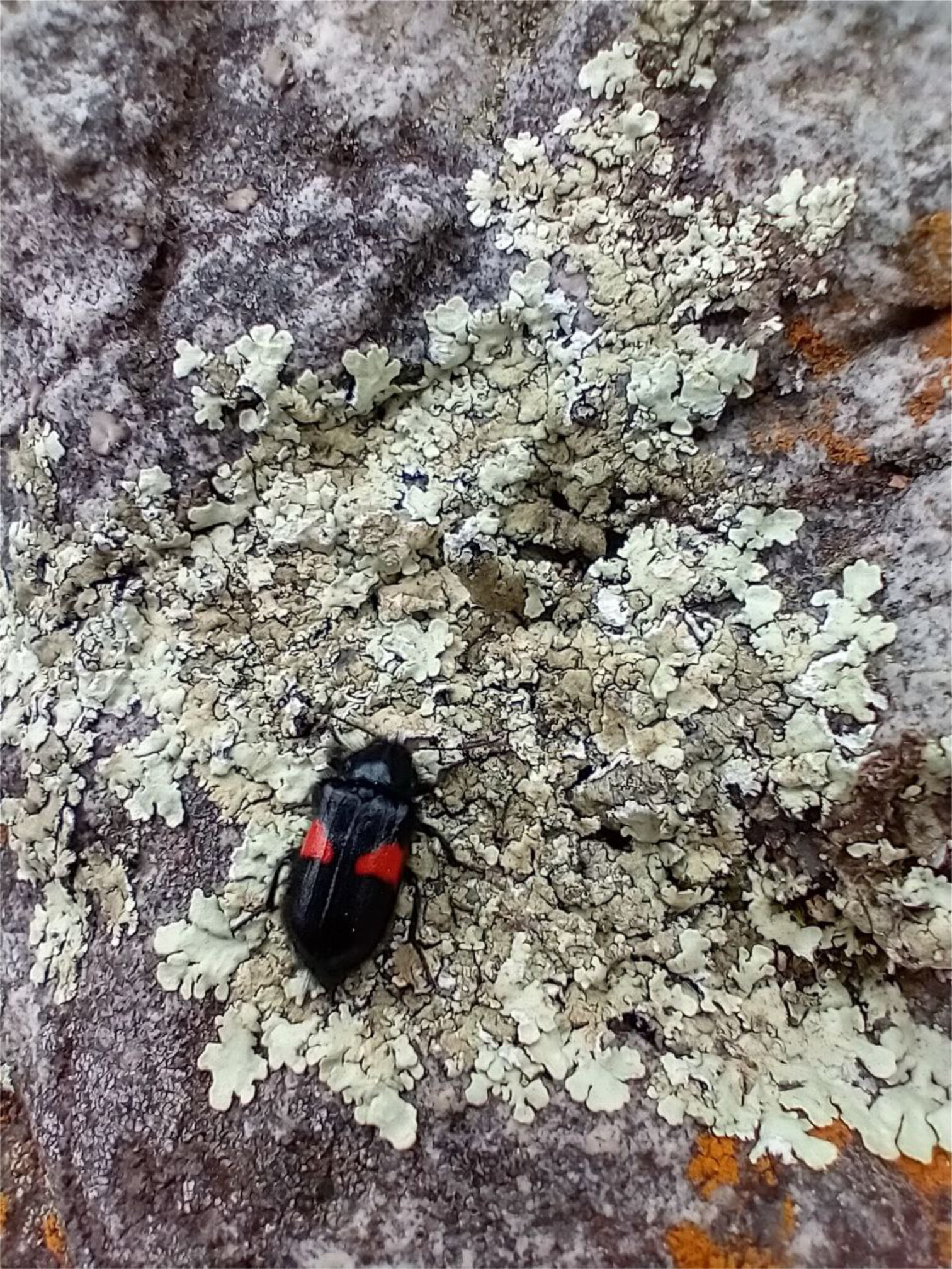 Astylus sobre Xanthoparmelia